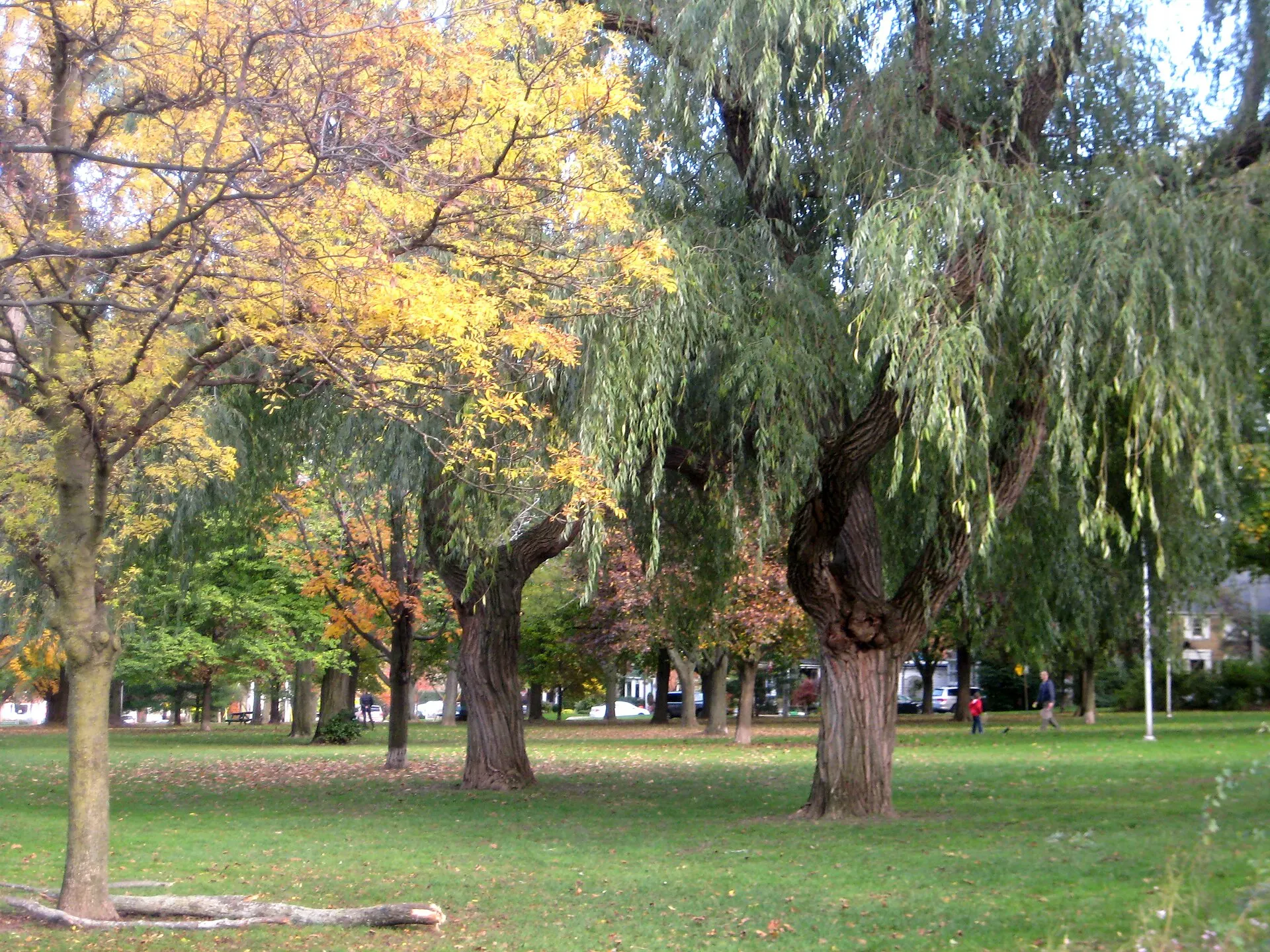 Wanless Park, Toronto